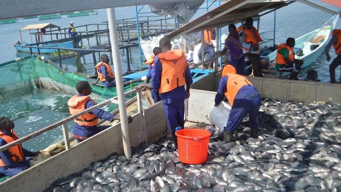 Cage aquaculture thrives in Africa despite risks