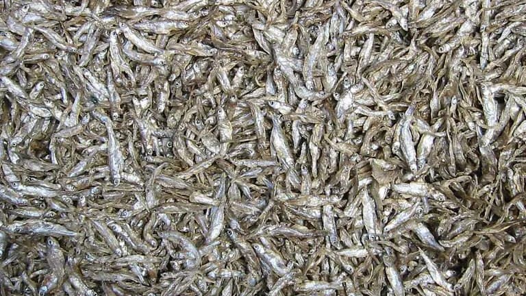Kenyan anchovies make waves into Chinese market