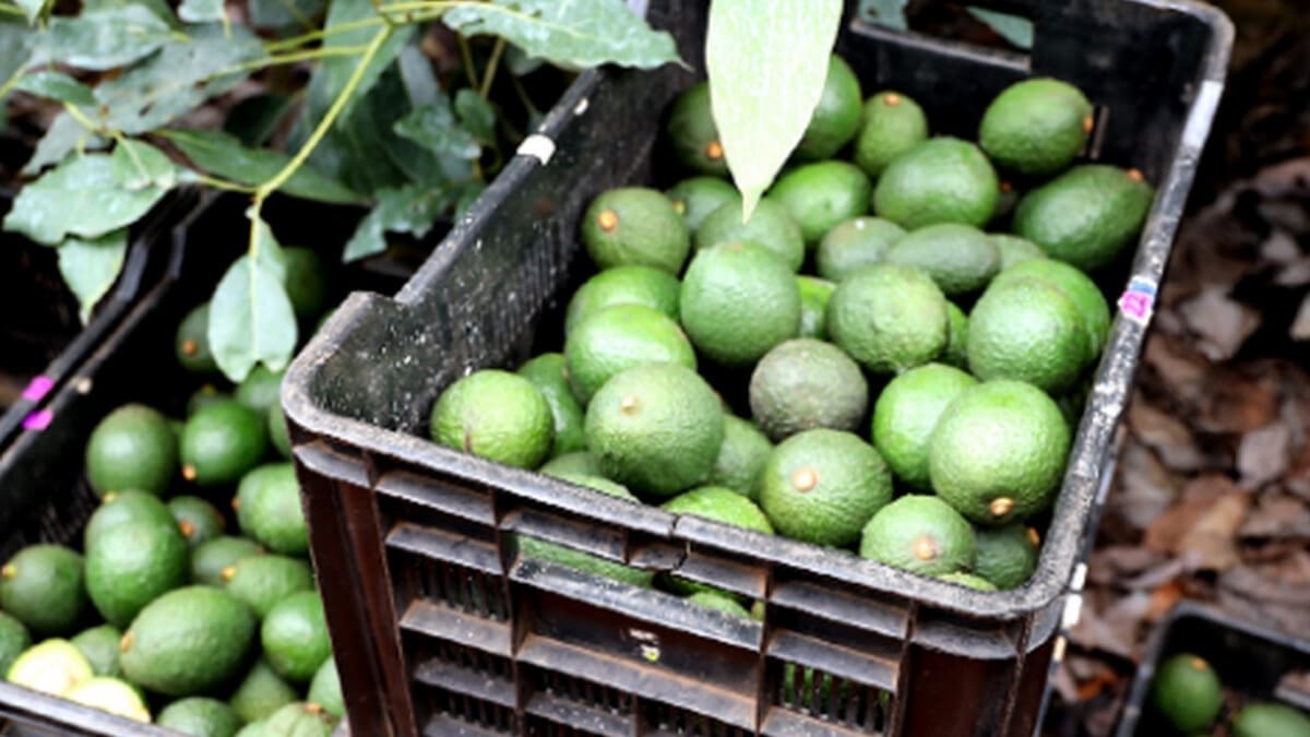 Westfalia Fruit to boost Mozambique’s avocado industry with packhouse expansion