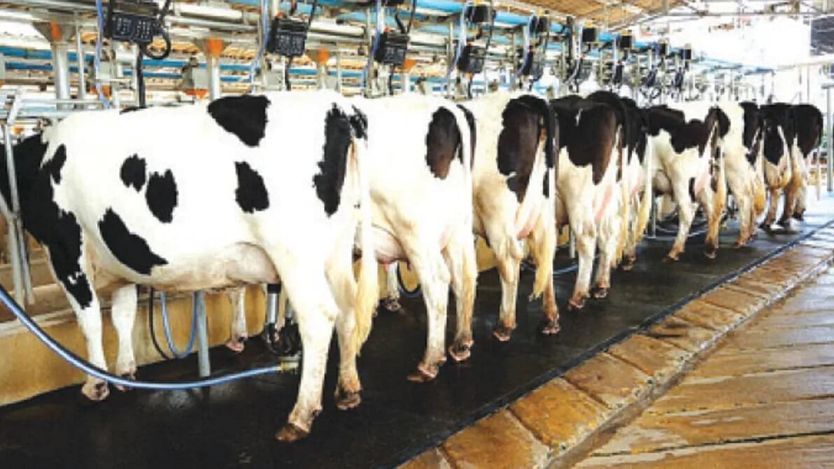 Zimbabwe’s dairy sector thrives as milk production surges by 13%