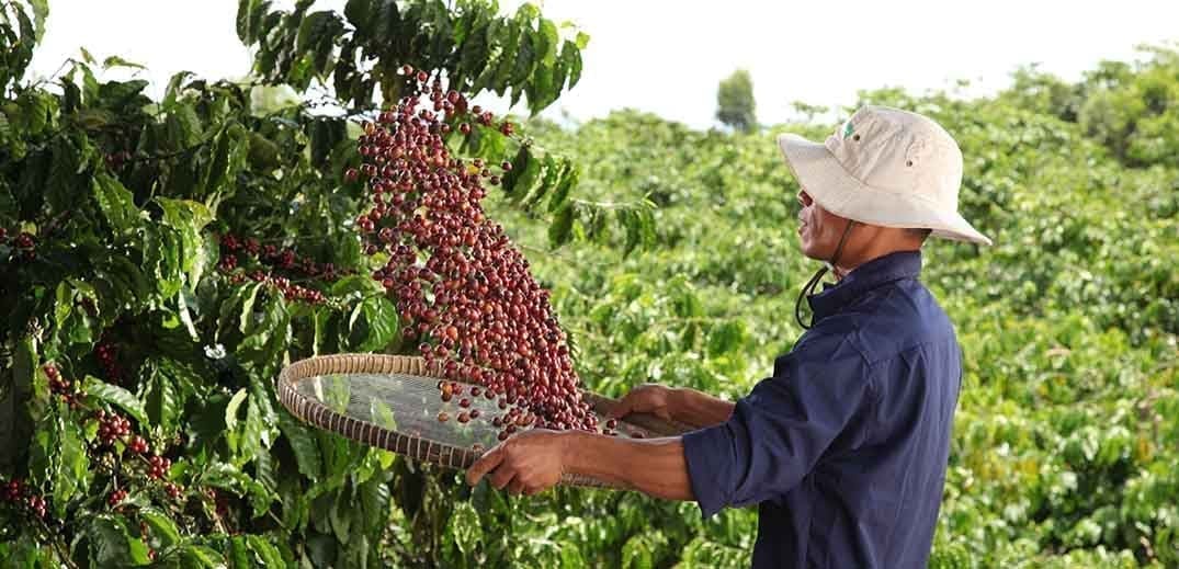 Nescafe owner Nestlé offers weather insurance to Indonesian coffee farmers,