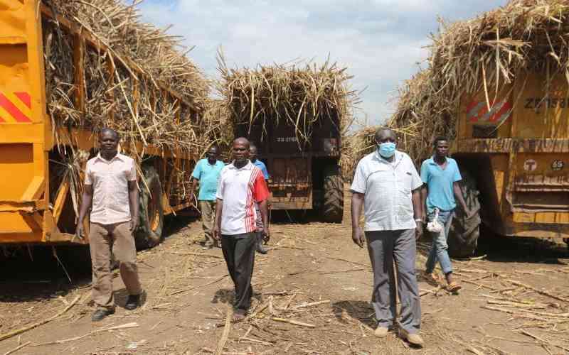 Kenya sugar production to normalize as milling operations resume