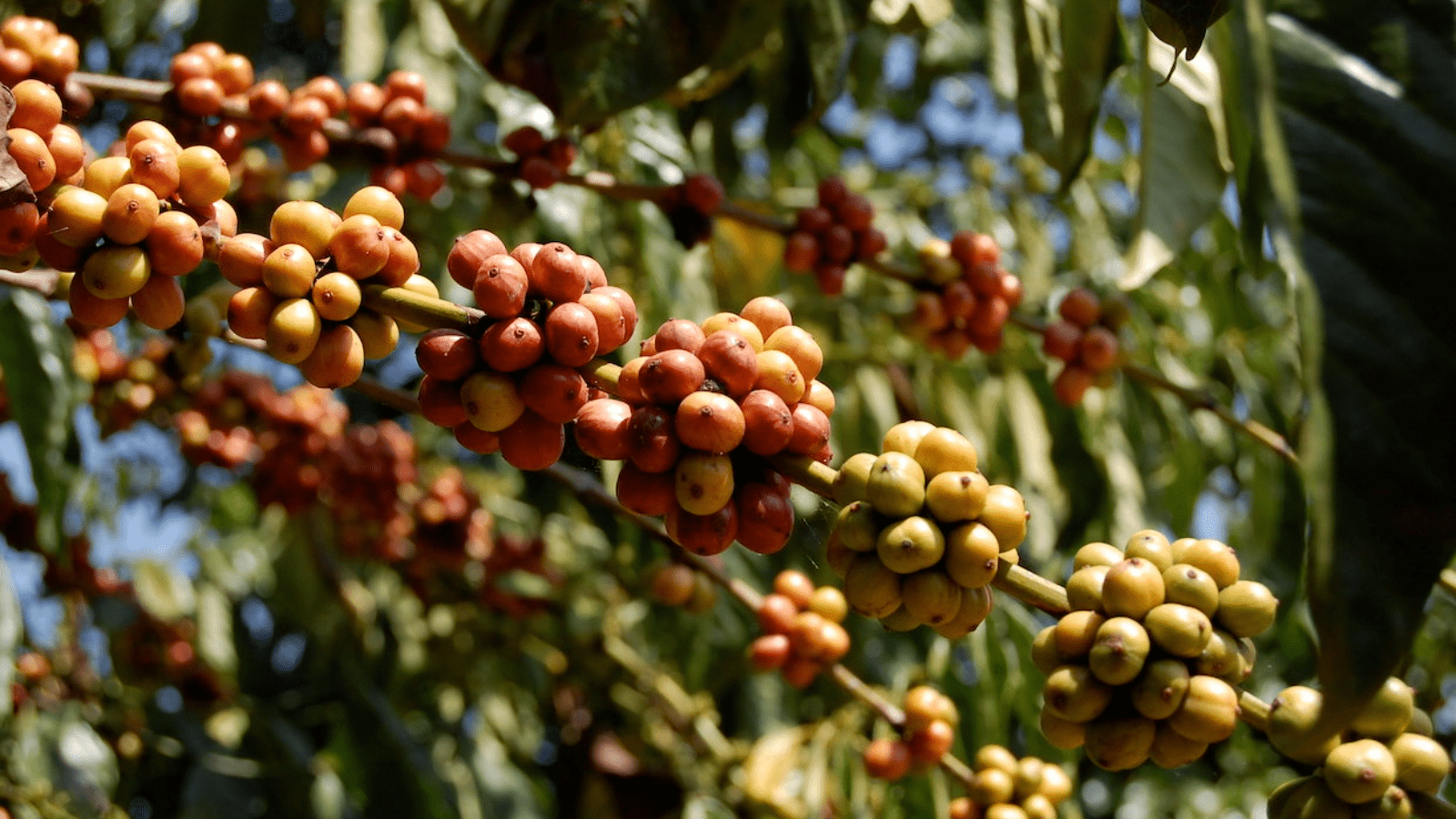 Uganda reopens coffee processing facilities as demand from Russia intensifies