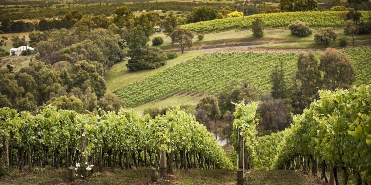 Treasury Wines Estates reveals plans to acquire premium vineyard in New Zealand 