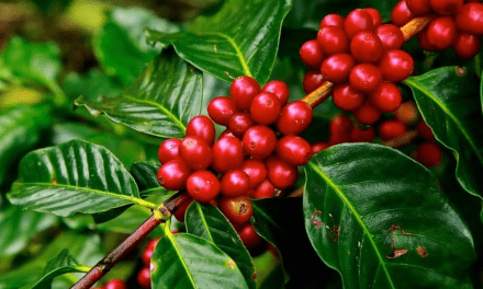 Brazil’s coffee production expected to decline slightly by 0.2 % to yield 66.3M bags in 2023/2024