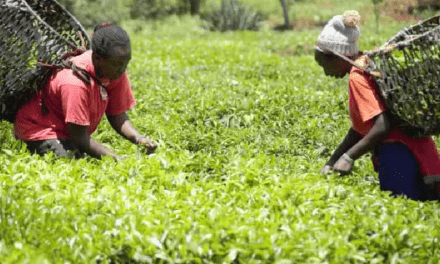 Kenyan tea farmers struggle with low bonus payments