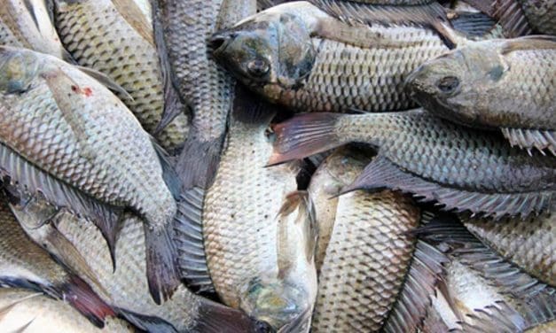 Ghana, Norway collaborate to boost fish productivity through local feed resources