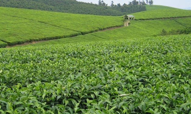 Igara Growers Tea Factory’s operations disrupted as farmers halt green leaf supply over unpaid dues 