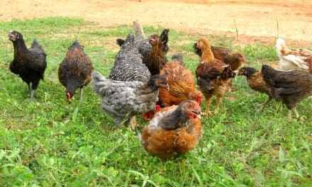 Amo Farms’ Noiler birds gain popularity as valuable protein source for Nigerians