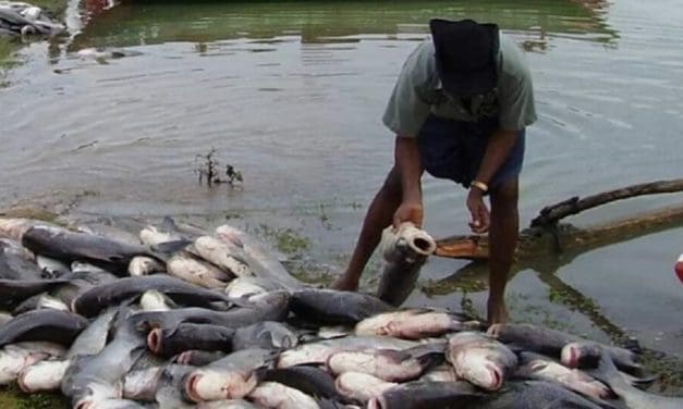 Nigerian fish farmers urge rigorous implementation of 2024 budget for aquaculture growth