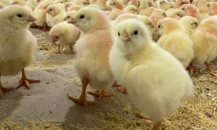 Egypt’s intervention set to lower prices for chicken and eggs