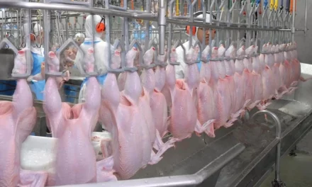 Algeria authorizes import of chicken from Spain