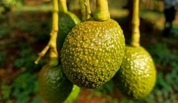 Thumbnail for Avocado production in Jalisco expected to rise despite seasonal challenges
