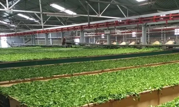 KTDA introduces Smart Energy Monitoring System for enhanced tea production efficiency 