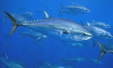 Global Tuna Alliance expands reach with Meiho partnership in Japan