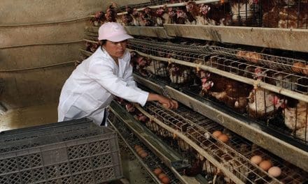 Hatch Africa secures US$9.5M investment for poultry expansion in Sub-Saharan Africa