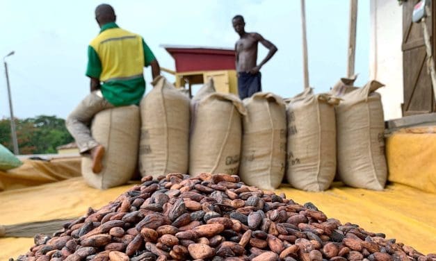 Ivorian government raises farmgate cocoa prices by 50% in bid to encourage more production 