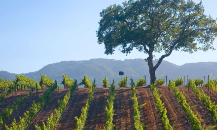 Vintage Wine Estates progresses restructuring project