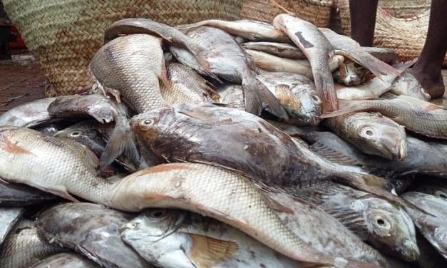 Ecofish initiative set to conclude after 5 years of boosting blue economy growth in East Africa