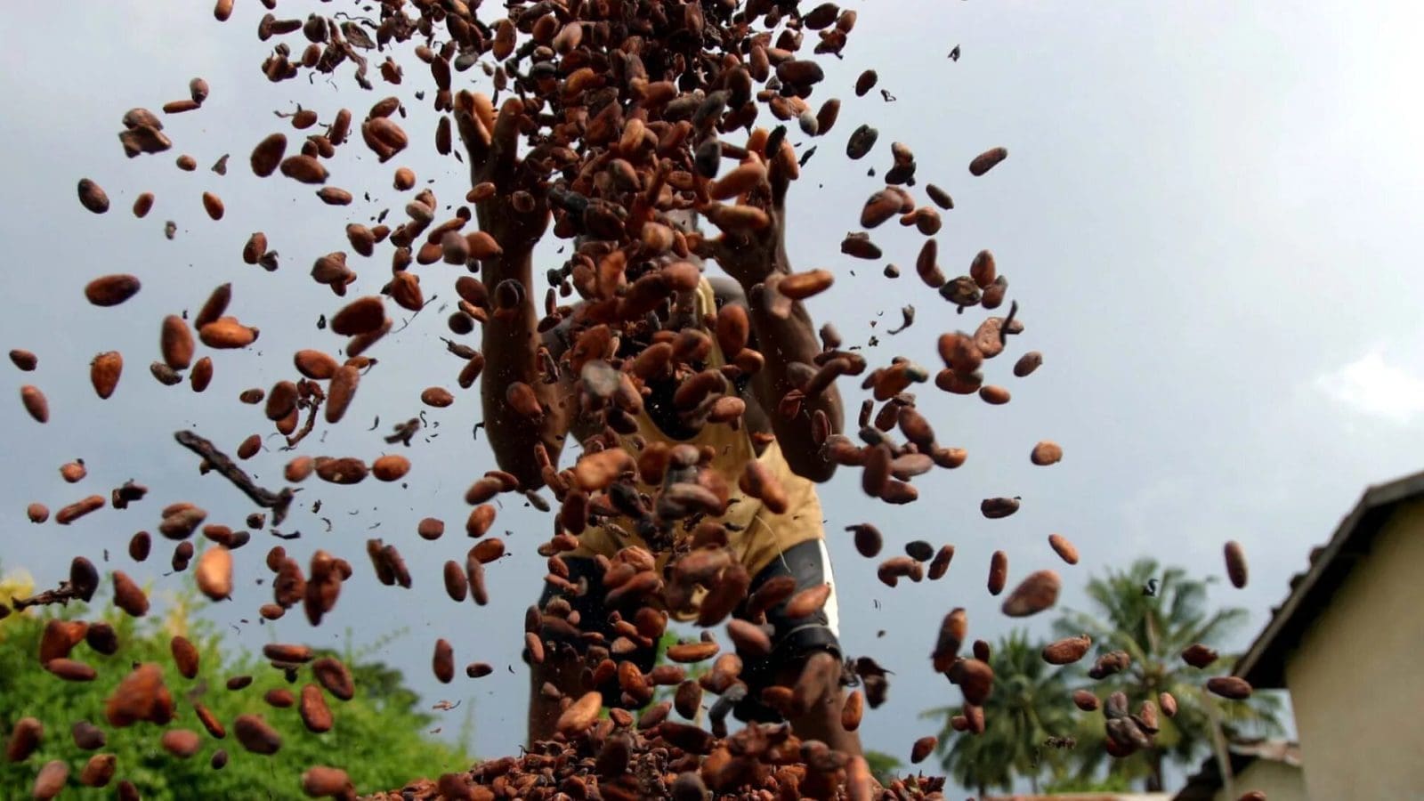 Thumbnail for Cocoa farmers remain upbeat about strong start of main crop