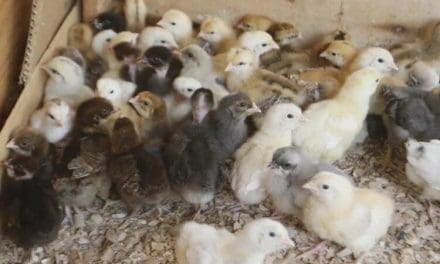 Tanzania’s Silverlands to produce 7.3 million day-old chicks annually