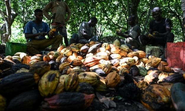 Ivorian cocoa bean producers call for increased purchase prices