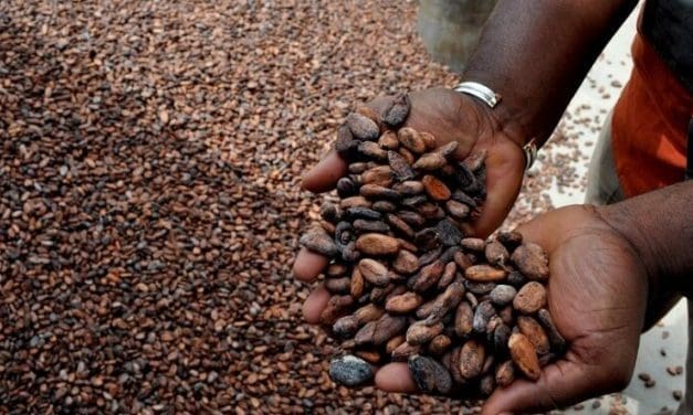 Cameroon initiates registration process for cocoa producers eligible for quality bonus