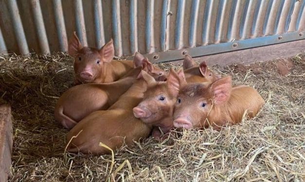 Pig farming study reveals surprising results on environmental and welfare measures