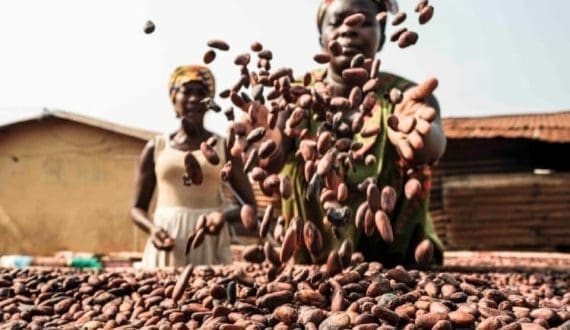 Thumbnail for Declining ICE inventories drive up cocoa prices 