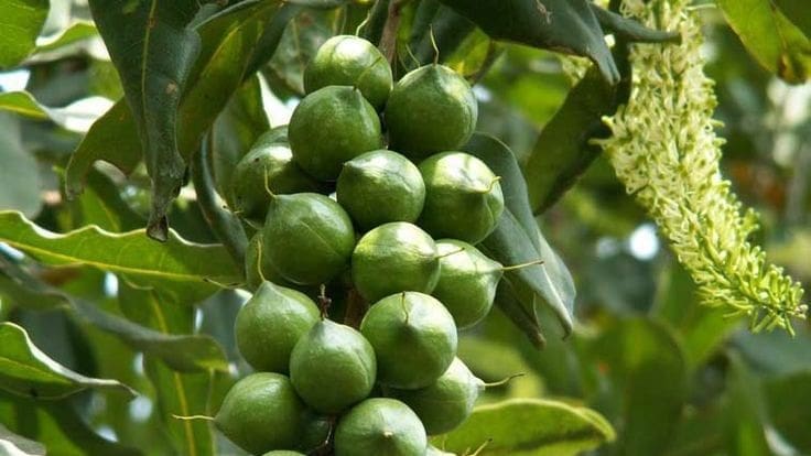 Thumbnail for Kenya temporarily authorizes raw macadamia exports amid industry disputes
