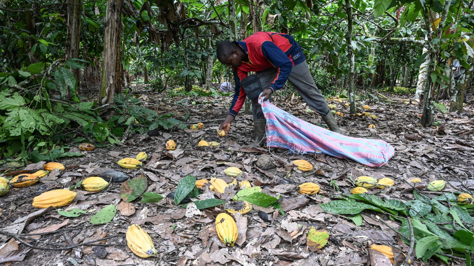 Thumbnail for IFC partners with insurers to develop climate insurance for Ivorian Farmers