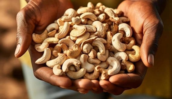 Thumbnail for Côte d’Ivoire’s cashew sector anticipates 20% growth in 2025