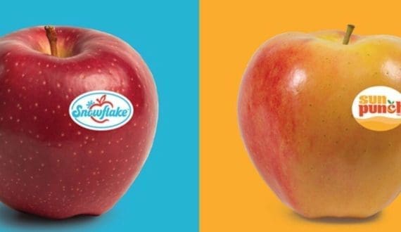 Thumbnail for Summerland Varieties Corp. launches two apple varieties in Canada